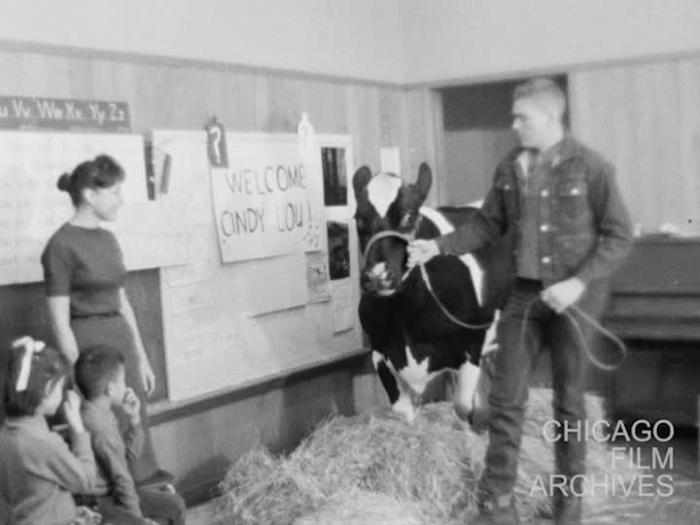Chicago---Cindy Lou, Prize cow visits 1st grade class room, Francis Parker School Sil. Neg. trims 11-29-60