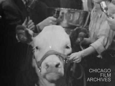 12-3-57 Negative..Stock Show Select Grand Champion Steer