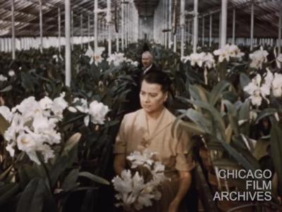 [Andy Benson Orchid]