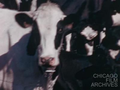 Memphremagog (2025 Preservation Print)