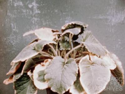 Dancing Flowers [2025 Preservation Print]