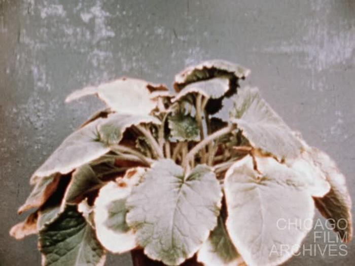 Dancing Flowers [2025 Preservation Print]