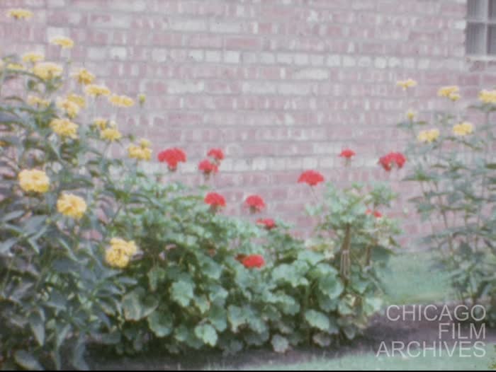 Our Back Yard Chicago