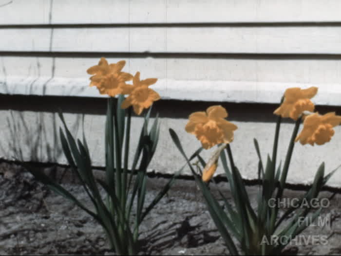 1951: First Spring Flowers - Cats - Douglas - Kittens & Stranger