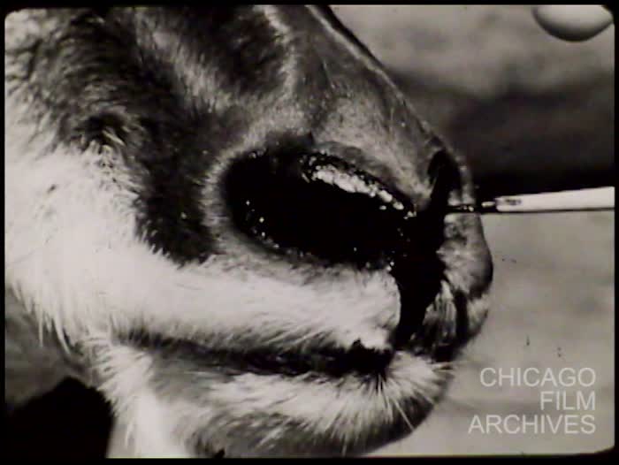 Side Outdoor B&W Outs, Taxidermy